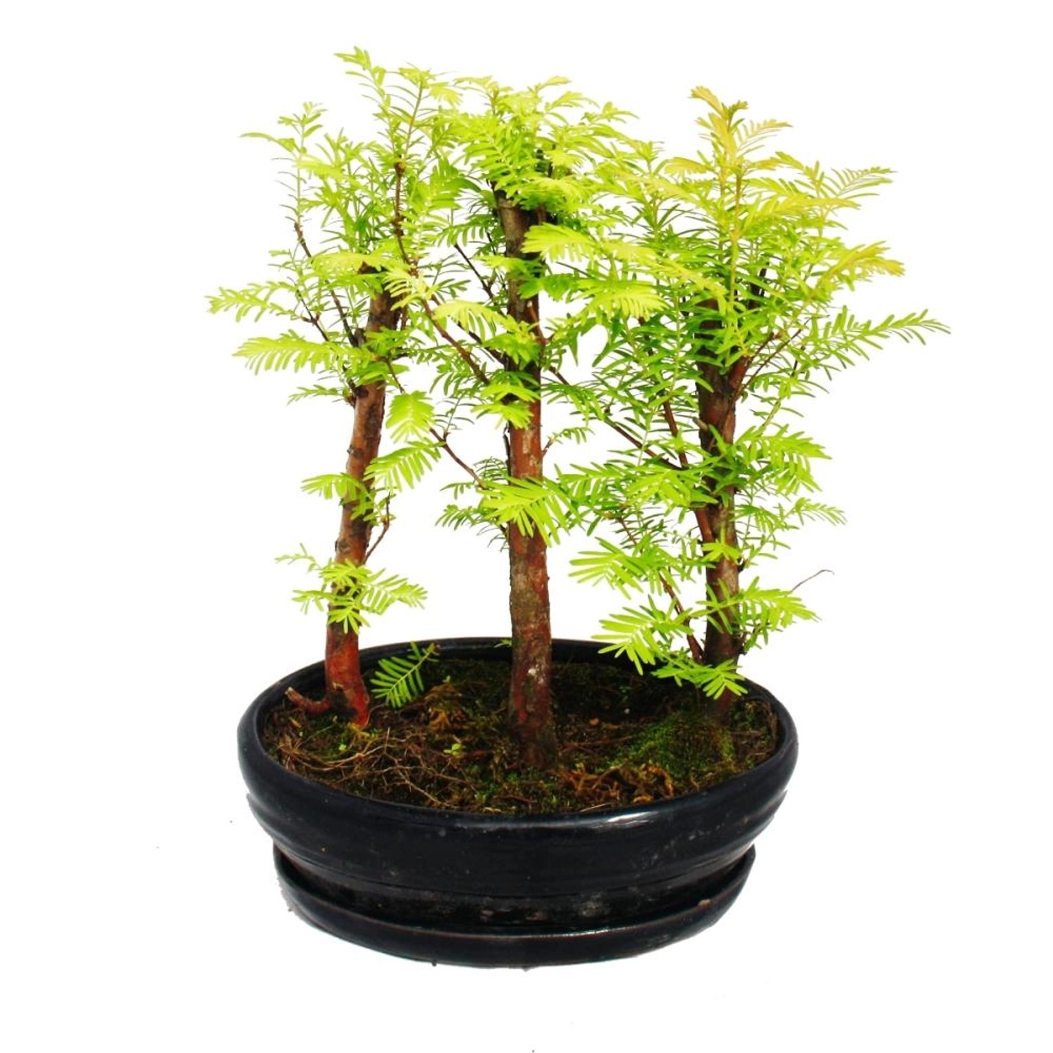 Exotenherz Outdoor-Bonsai Metasequoia Glyptostroboides Kleiner Wald Mit 3 P günstig online kaufen