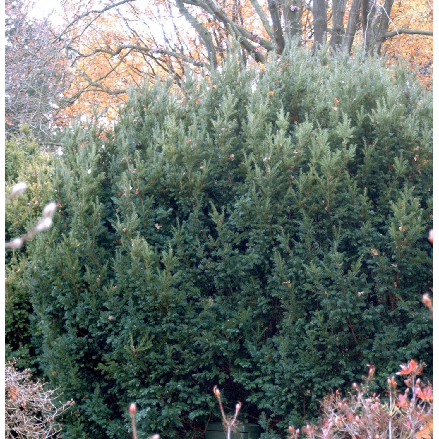 Eibe Osterberg 25-30cm - Taxus baccata günstig online kaufen