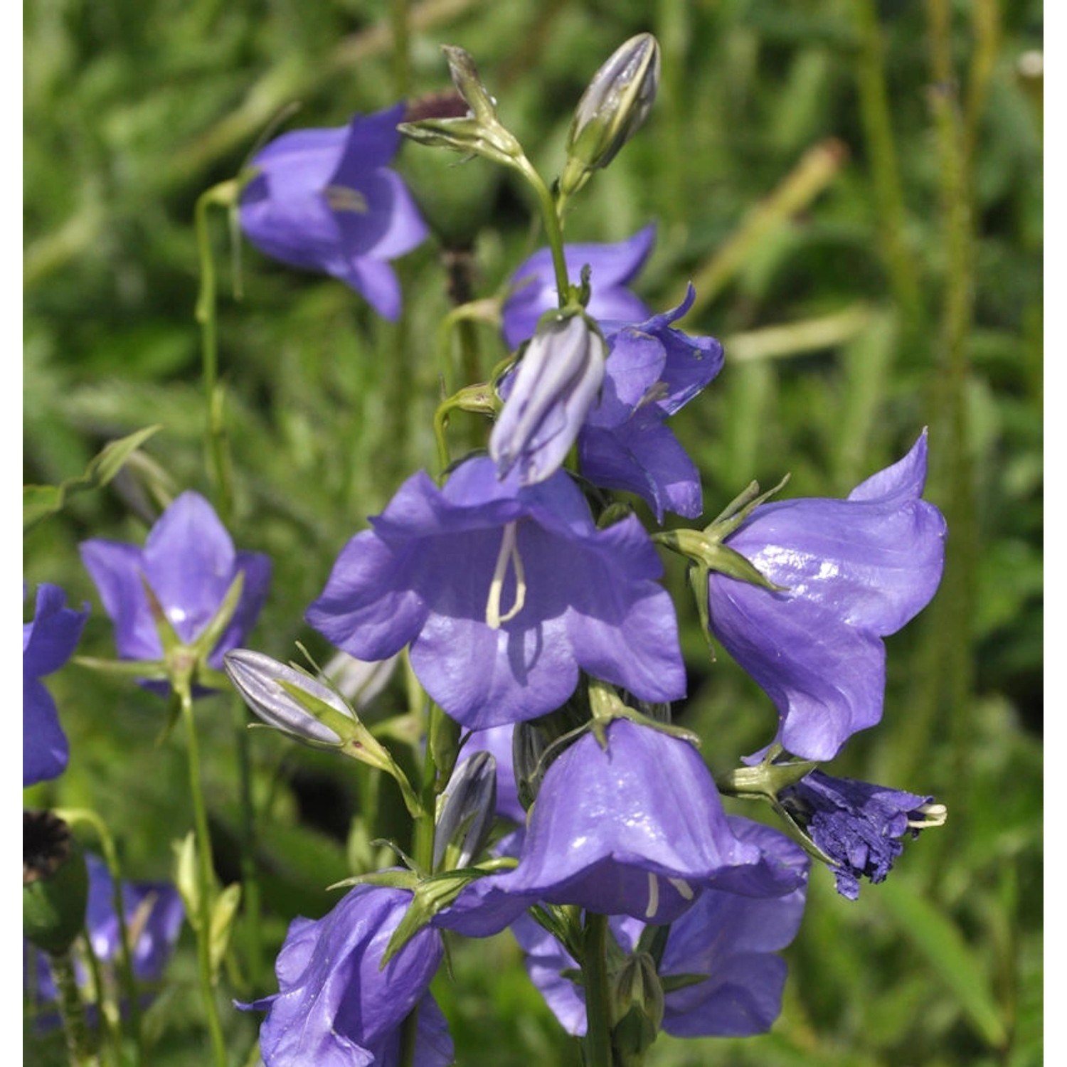 Pfirsichblütige Glockenblume Azure Beauty - campanula persicifolia günstig online kaufen