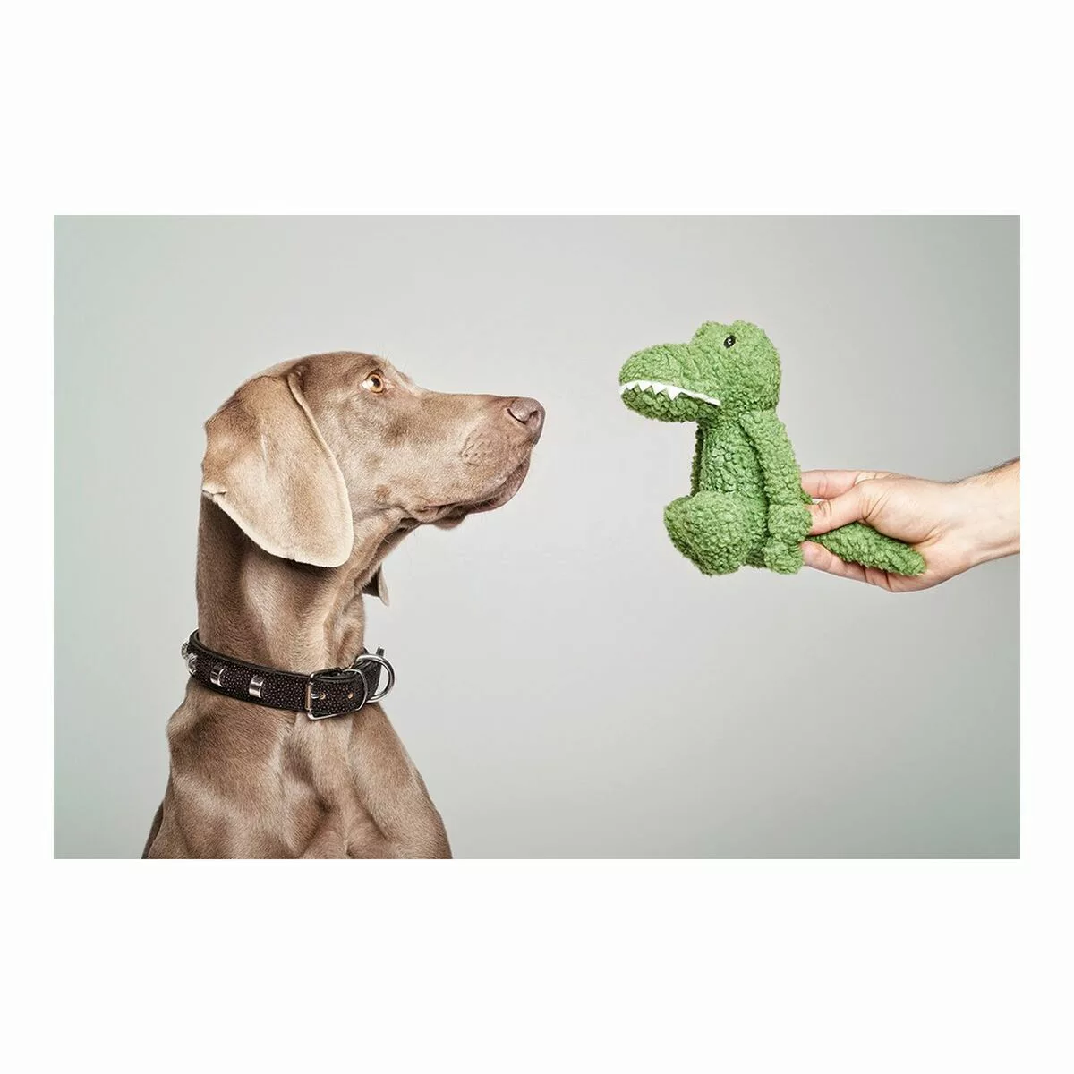 Hundespielzeug Gloria Pinky Krokodil Grün günstig online kaufen