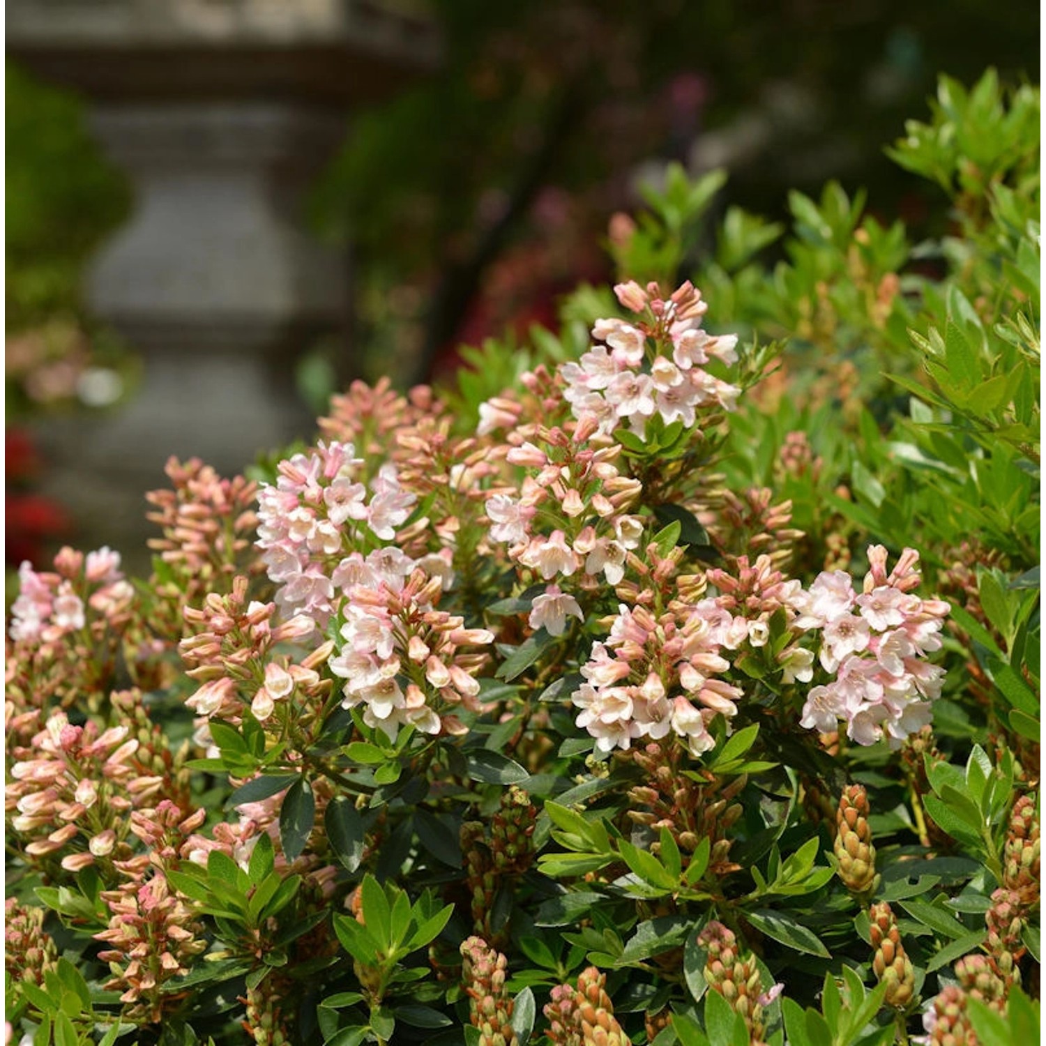 10x Kleinblütiger Rhododendron Bloombux Nugget 10-15cm - Rhododendron micra günstig online kaufen