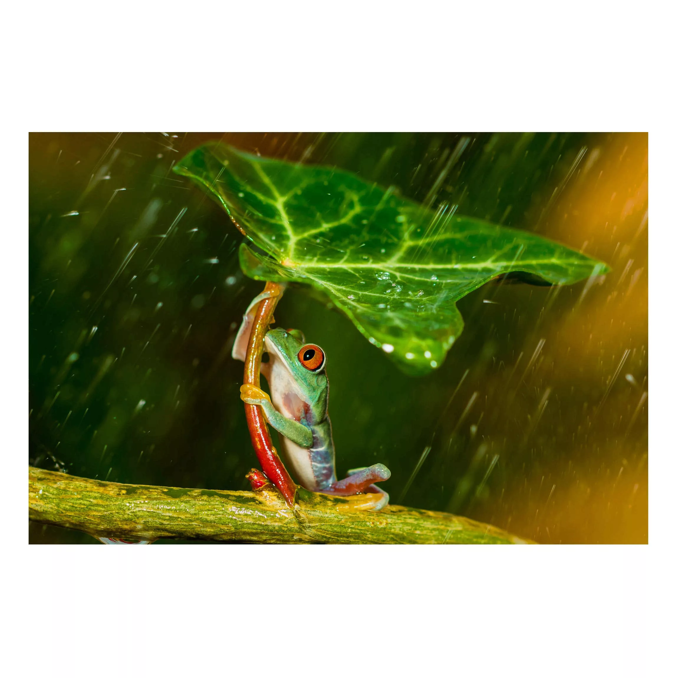 Magnettafel Tiere - Querformat 3:2 Ein Frosch im Regen günstig online kaufen