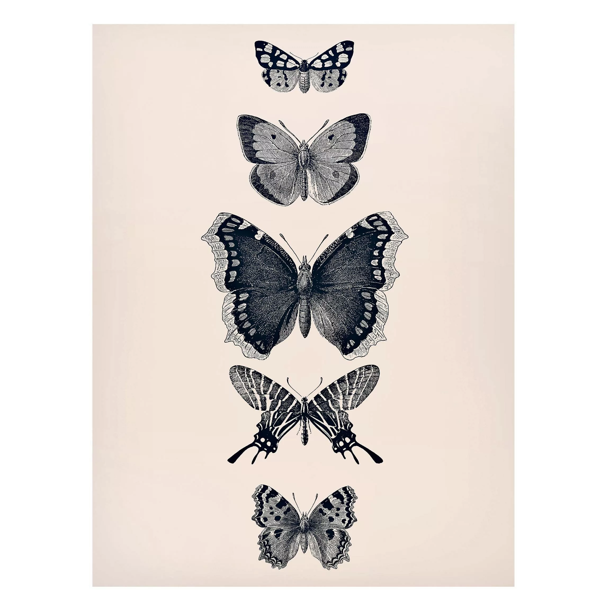 Magnettafel Tusche Schmetterlinge auf Beige günstig online kaufen