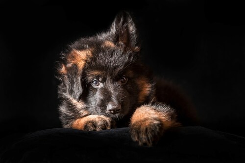 Papermoon Fototapete »SCHÄFER-HUND TIER WELPE PORTRÄT LANGHAARIG STUDIO« günstig online kaufen