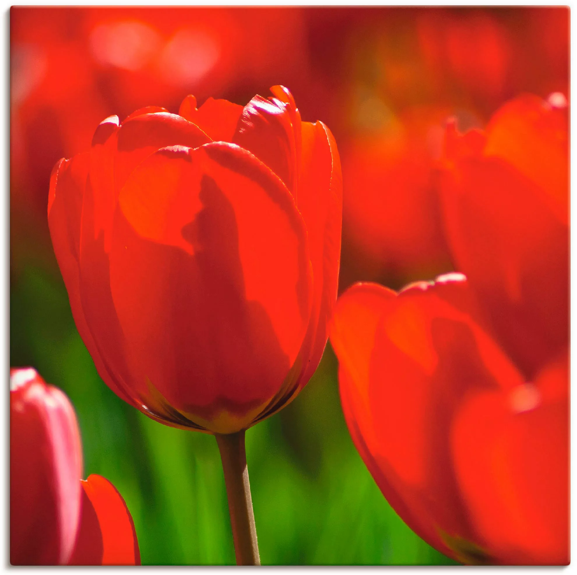 Artland Leinwandbild "Rote Tulpen in der Sonne", Blumen, (1 St.), auf Keilr günstig online kaufen