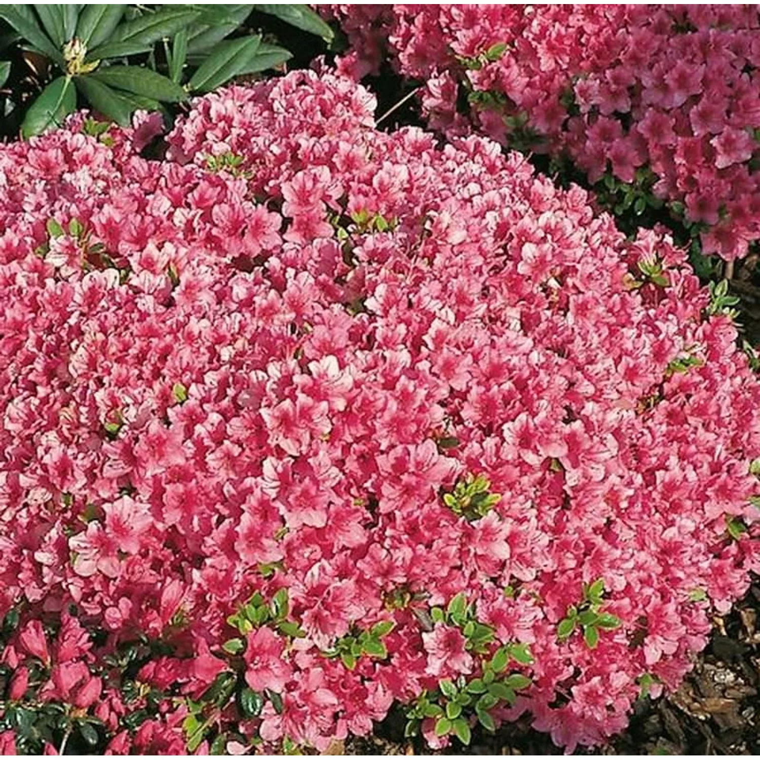 Japanische Azalee Michiko 15-20cm - Rhododendron obtusum - Zwerg Alpenrose günstig online kaufen