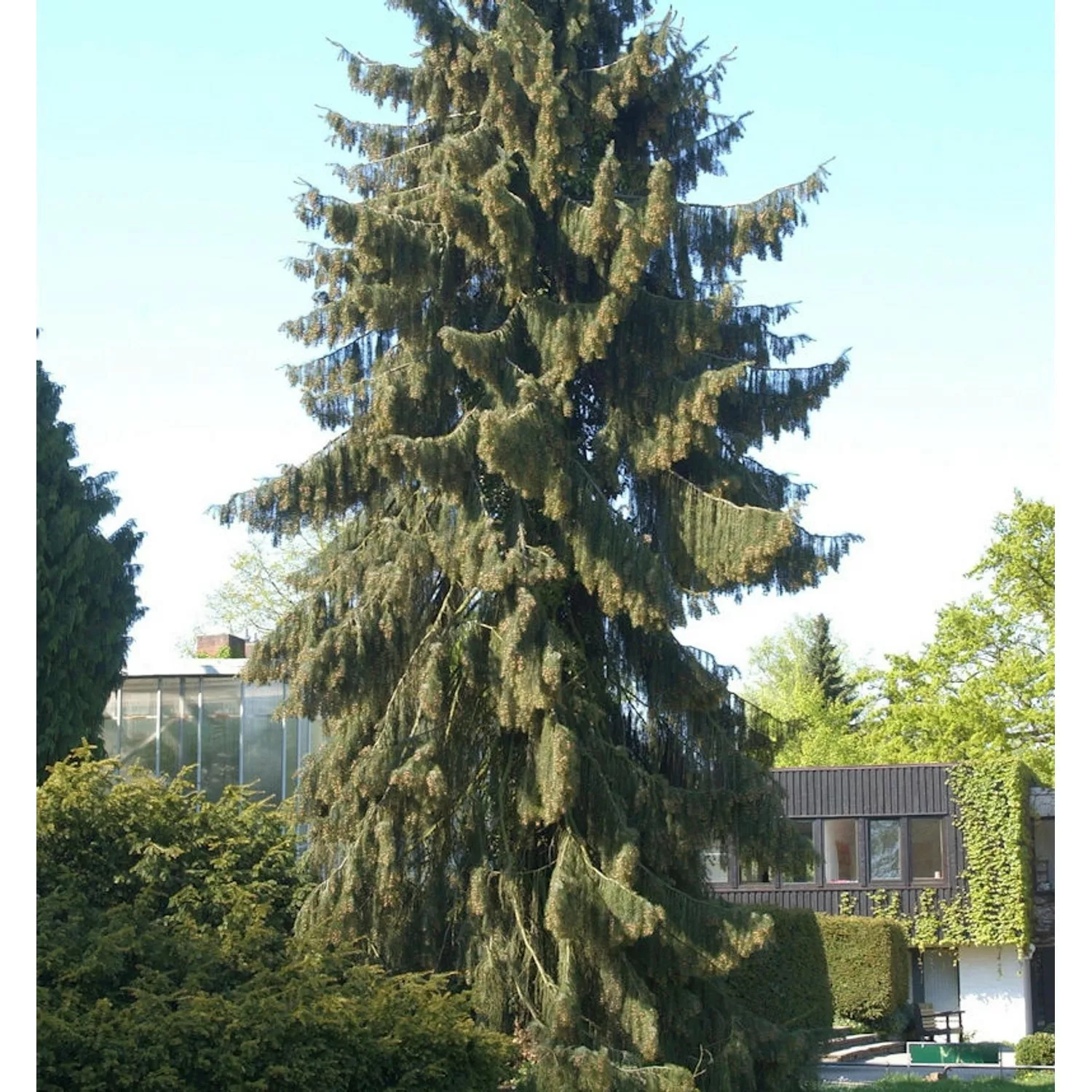 Mähnenfichte 40-50cm - Picea breweriana günstig online kaufen