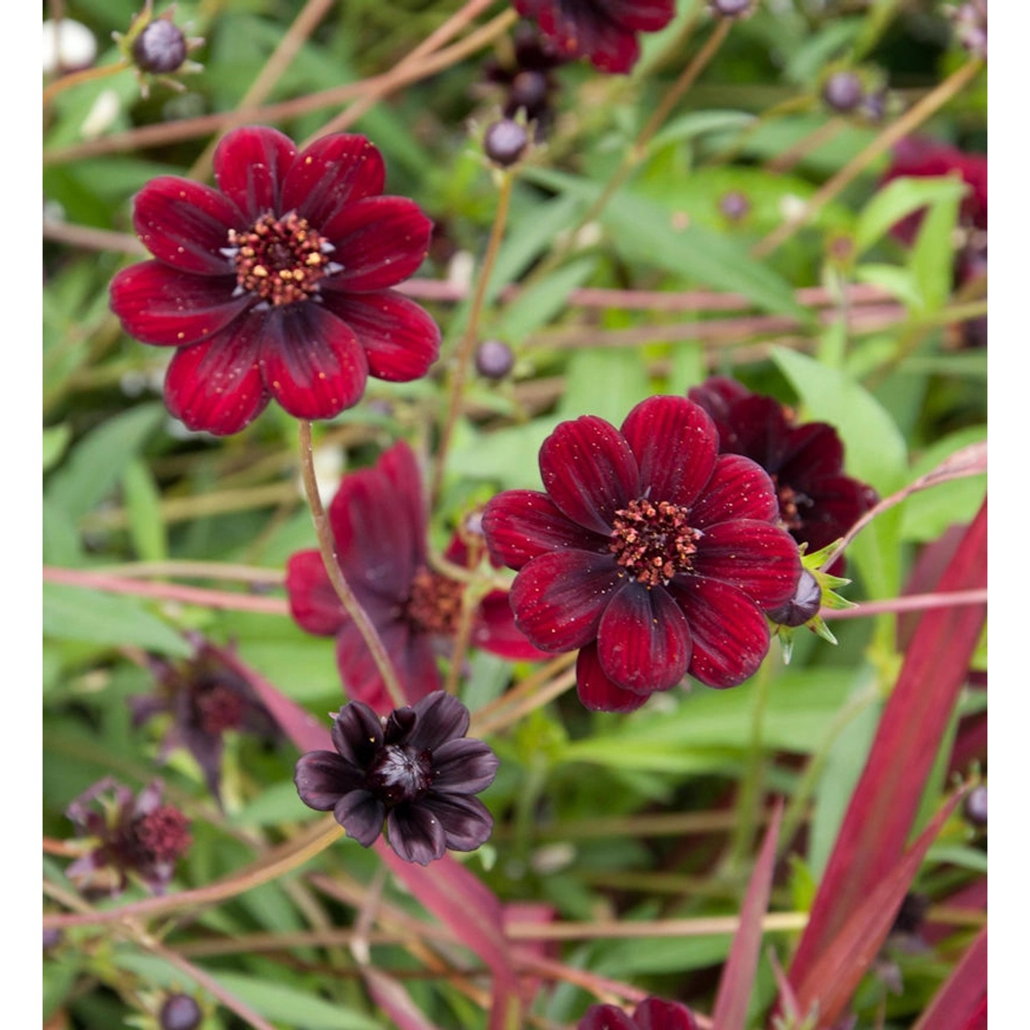 Schokoladenblume - Cosmos atrosanguineus günstig online kaufen