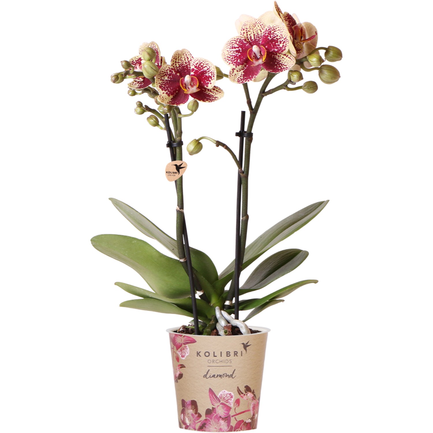 GROW by OBI Schmetterlingsorchidee Spain Höhe 35-40 cm Topf Ø 9 cm Phalaeno günstig online kaufen