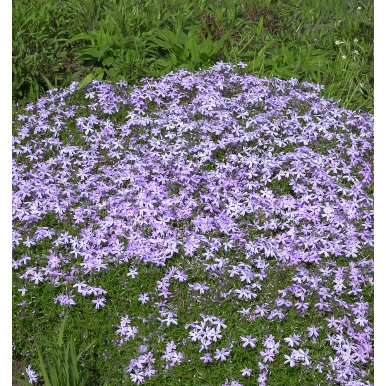 Wilder Phlox Purpurea - Phlox stolonifera günstig online kaufen