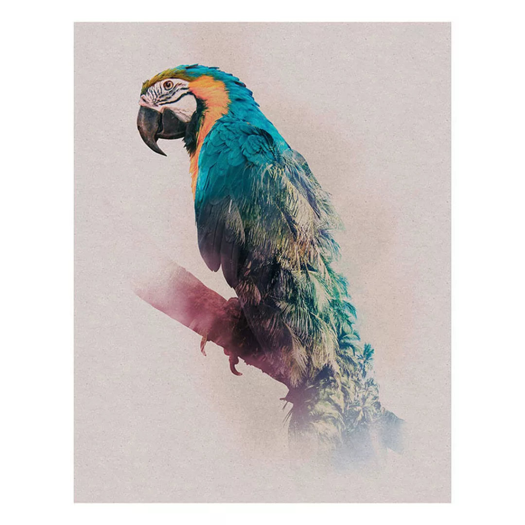 Komar Wandbild Animals Paradise Parrot Tiere B/L: ca. 40x50 cm günstig online kaufen