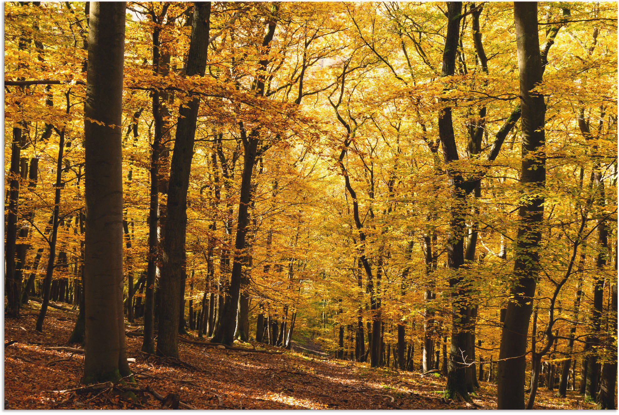 Artland Wandbild "Spaziergang im Herbstwald", Wald, (1 St.), als Alubild, O günstig online kaufen