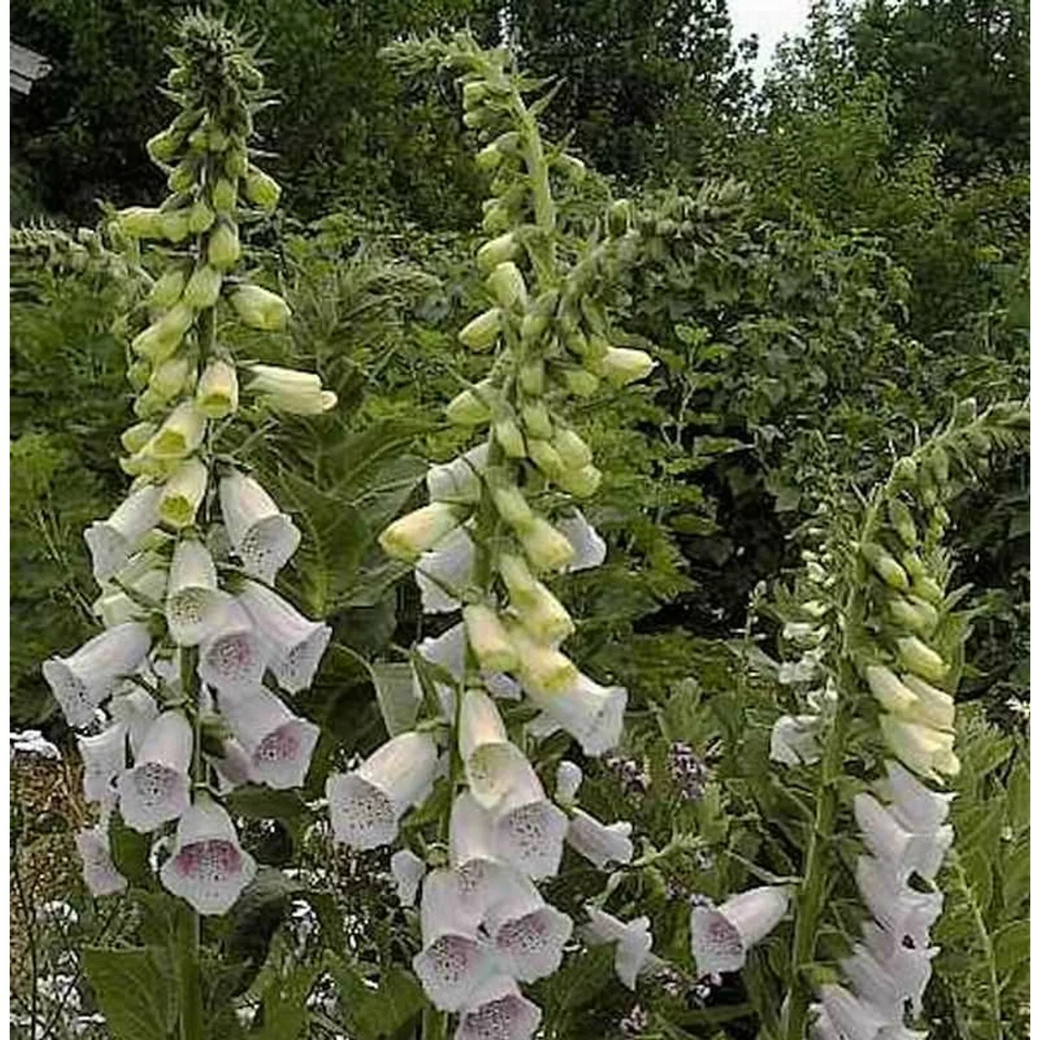 Fingerhut Excelsior - Digitalis purpurea günstig online kaufen