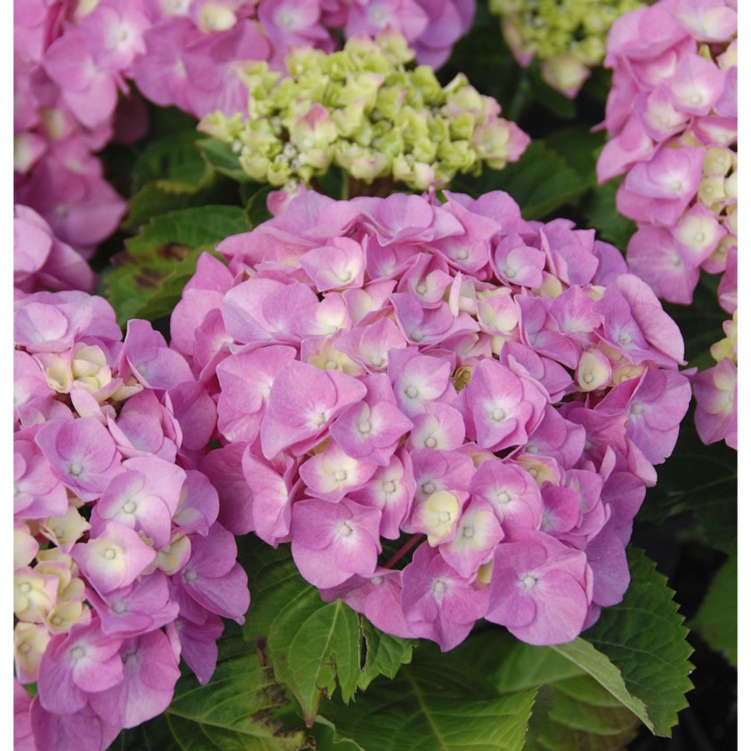 Bauernhortensie Messalina 30-40cm - Hydrangea macrophylla günstig online kaufen