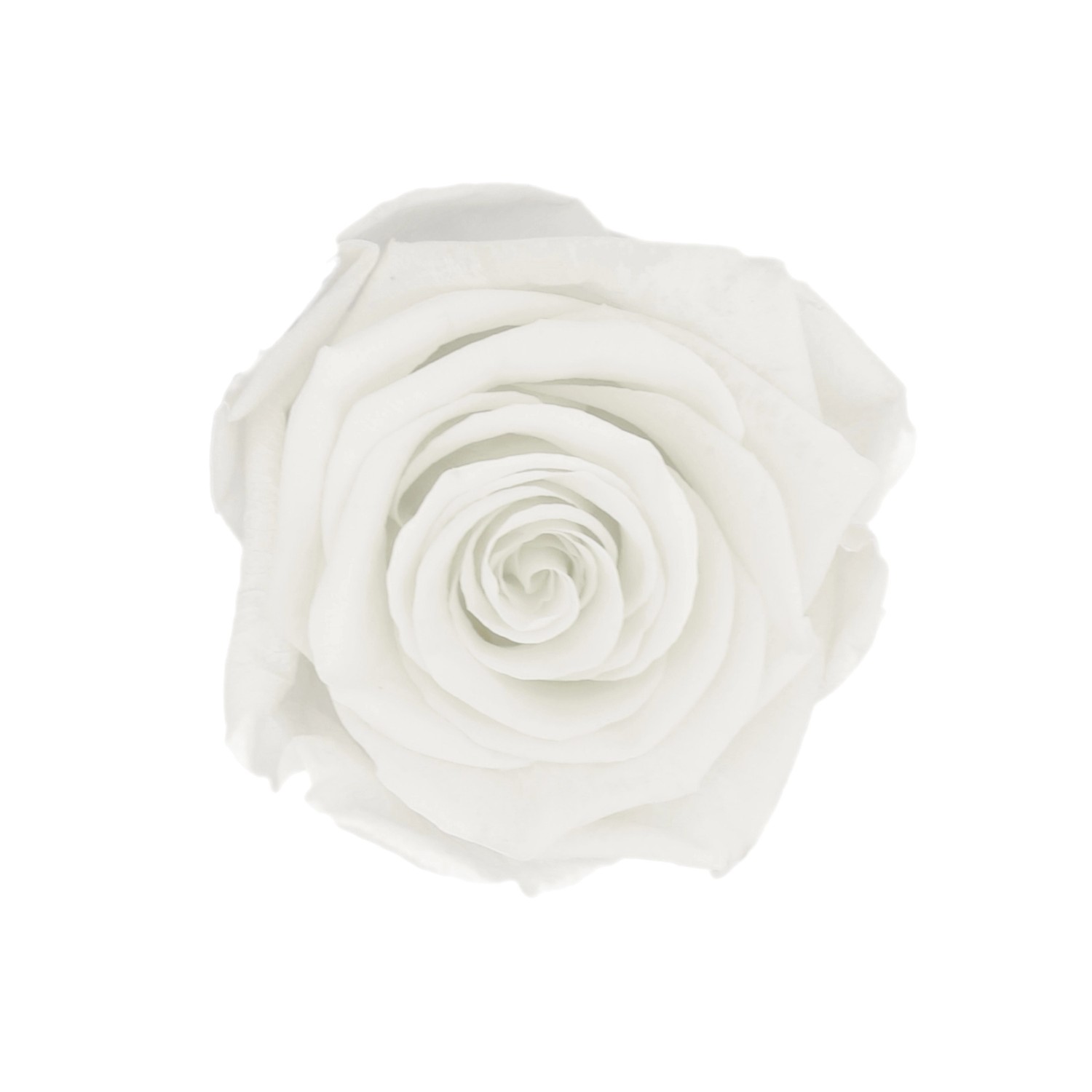 Rosenbox Ø 5 cm Schwarz mit einer Weißen Rose günstig online kaufen