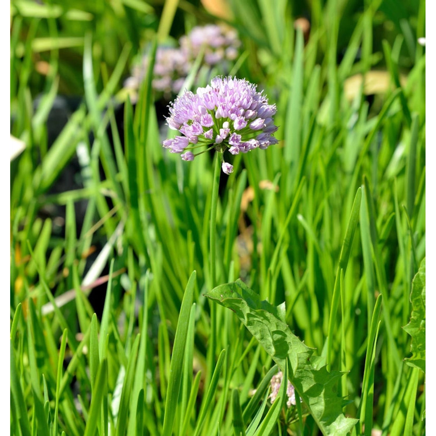 Berglauch Millenium - Allium senescens günstig online kaufen