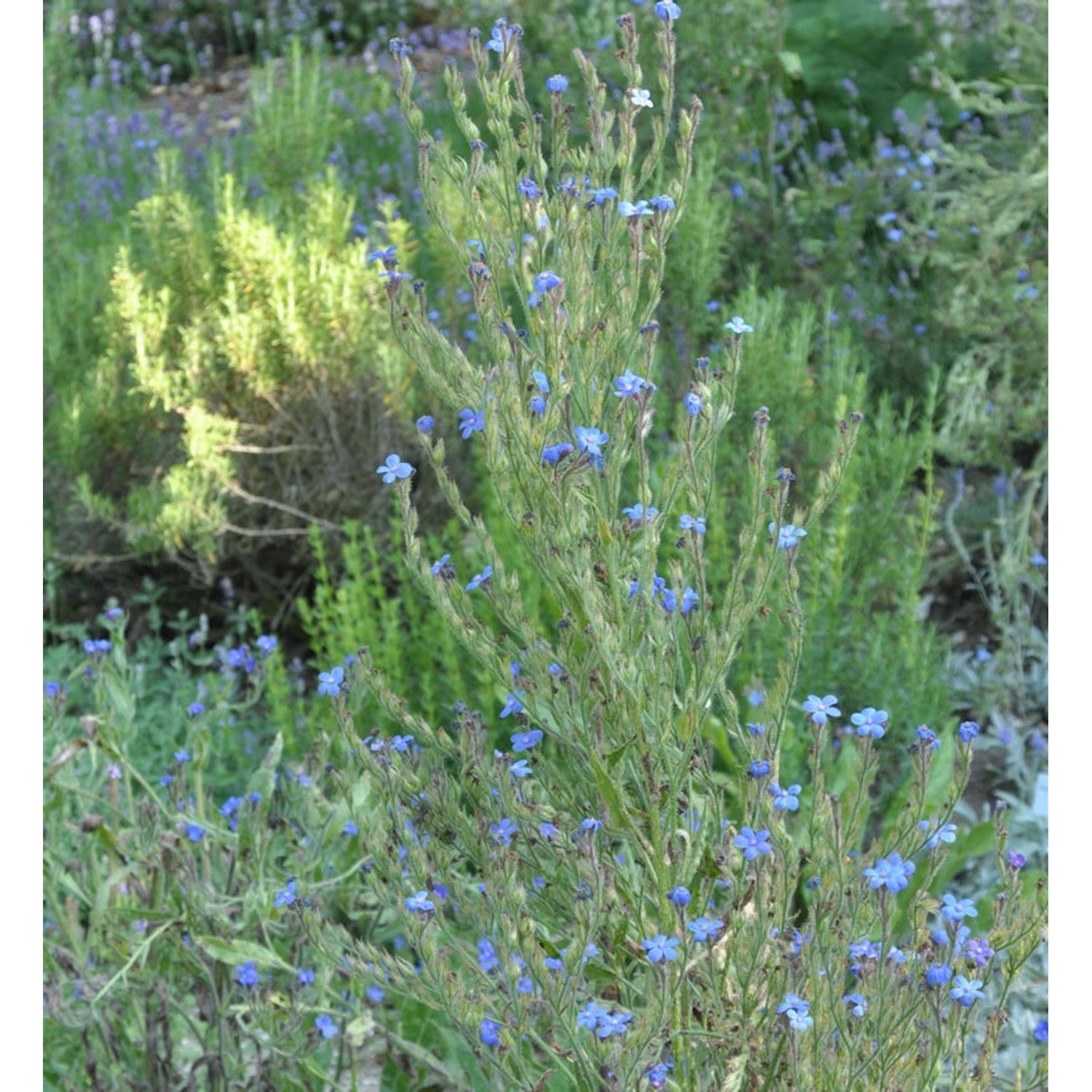 Ochsenzunge Loddon Royalist - Anchusa azurea günstig online kaufen