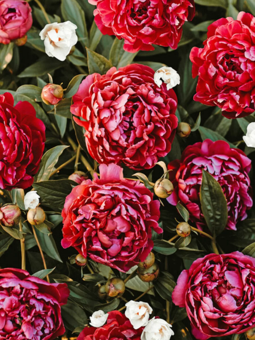 Poster / Leinwandbild - Blossom Love günstig online kaufen