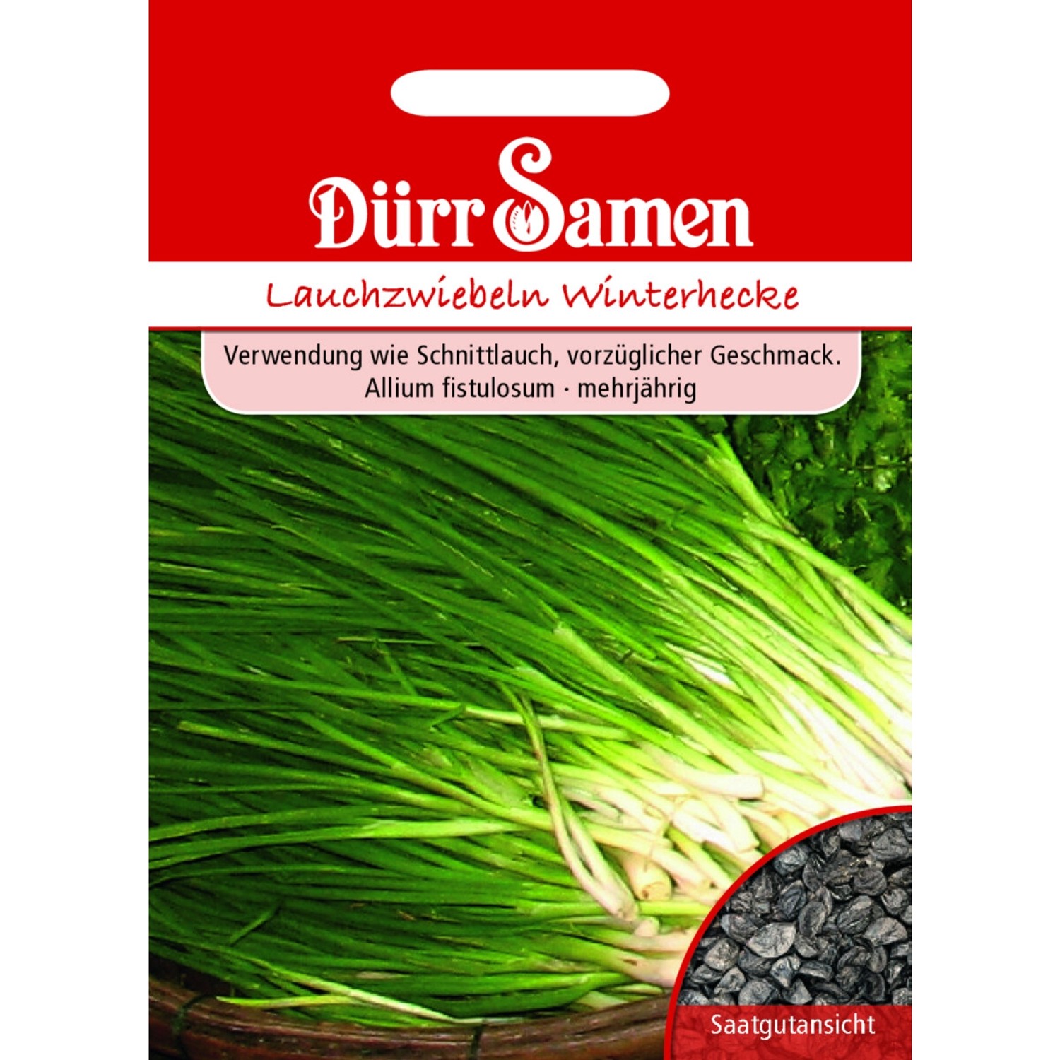 Dürr Samen Lauchzwiebeln Winterhecke Saatgut günstig online kaufen
