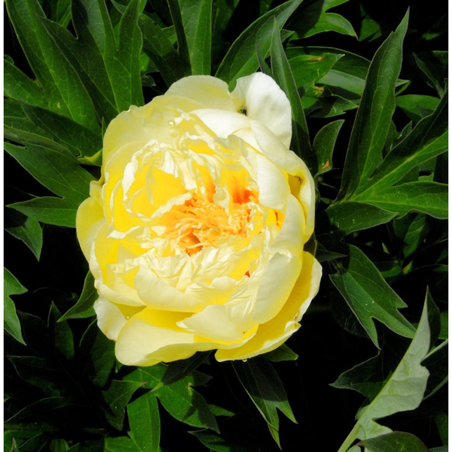 Halbstrauchige Pfingstrose Bartzella - Paeonia itoh günstig online kaufen