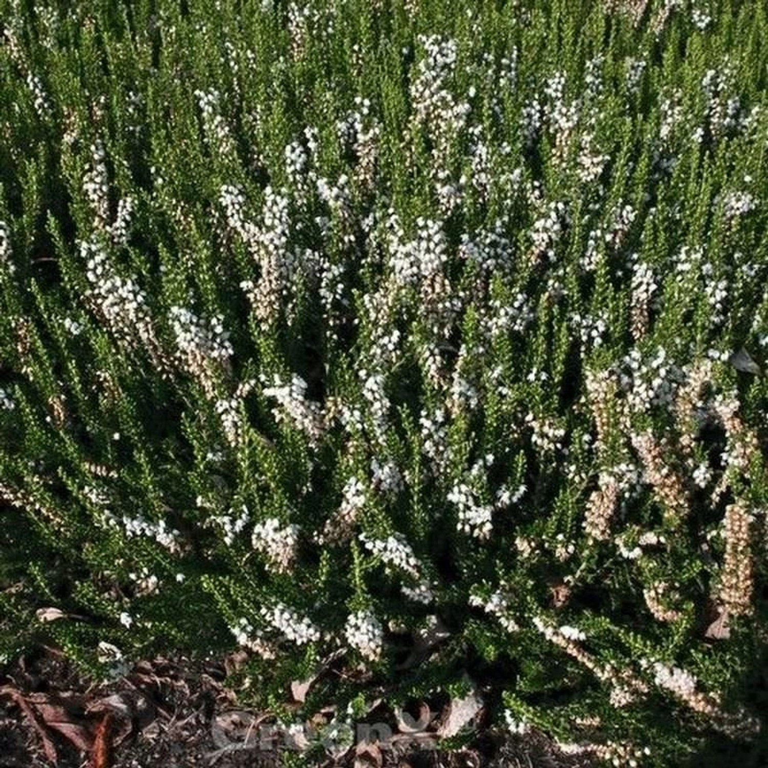 10x Besenheide Long White - Calluna vulgaris günstig online kaufen