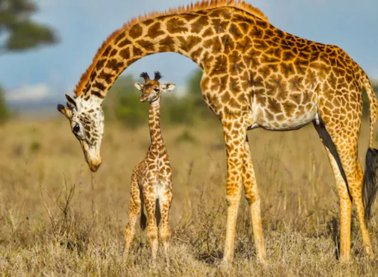 Papermoon Fototapete »Masai Giraffe Protecting Baby« günstig online kaufen
