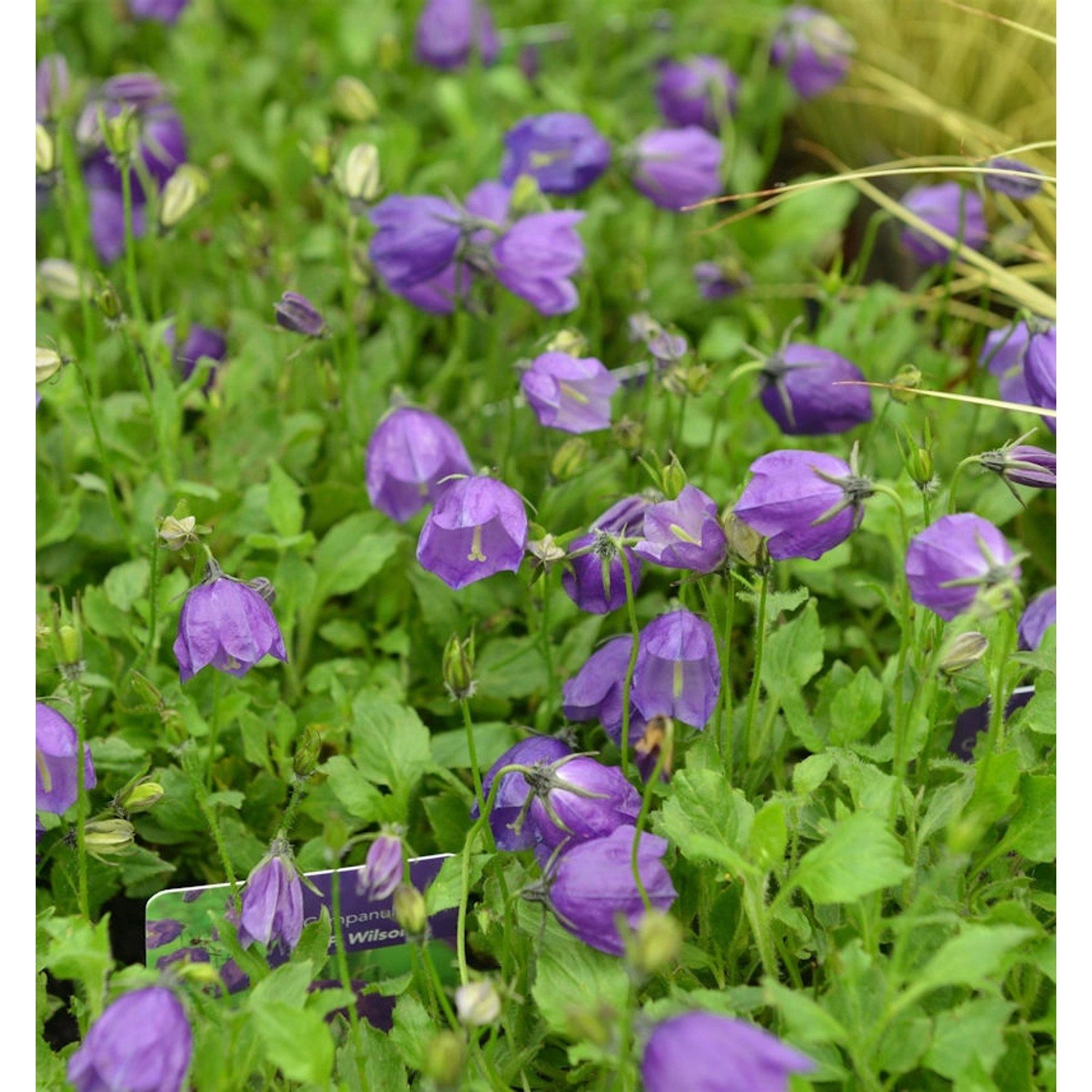 Polster Glockenblume G.F.Wilson - Campanula pulloides günstig online kaufen