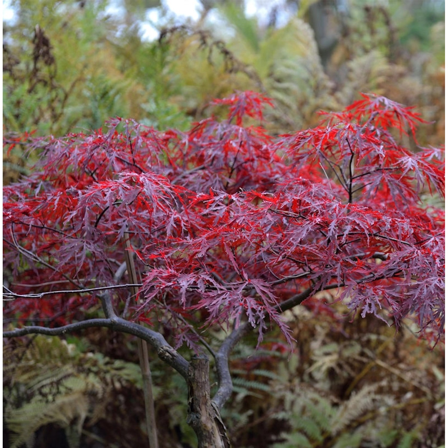 Japanischer Schlitzahorn Red Dragon 80-100cm - Acer palmatum günstig online kaufen