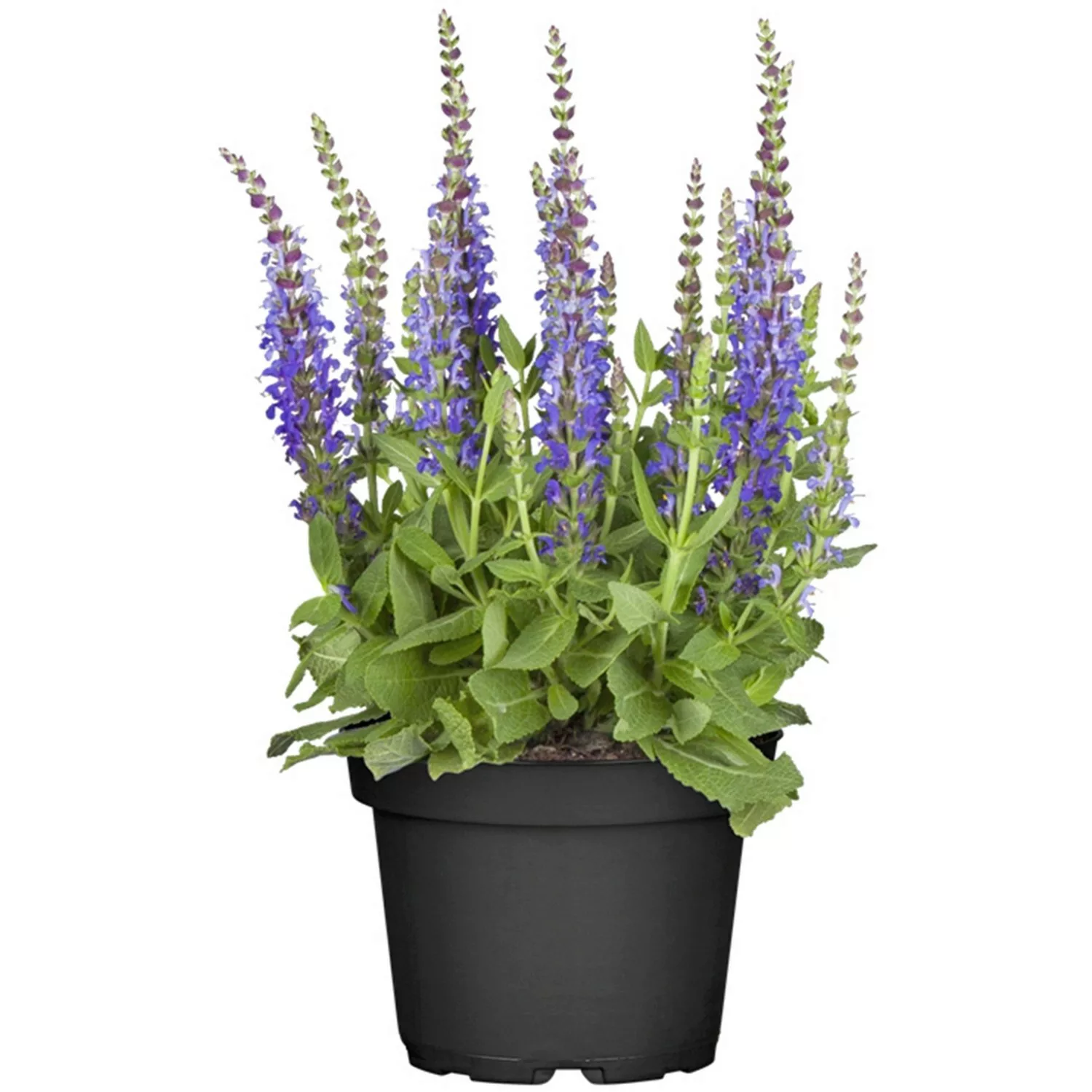 GROW by OBI Steppen-Salbei Topf-Ø ca. 19 cm Salvia günstig online kaufen