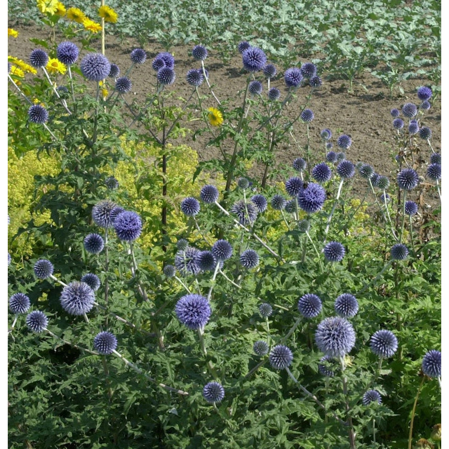 Kugeldistel - Echinops bannaticus günstig online kaufen