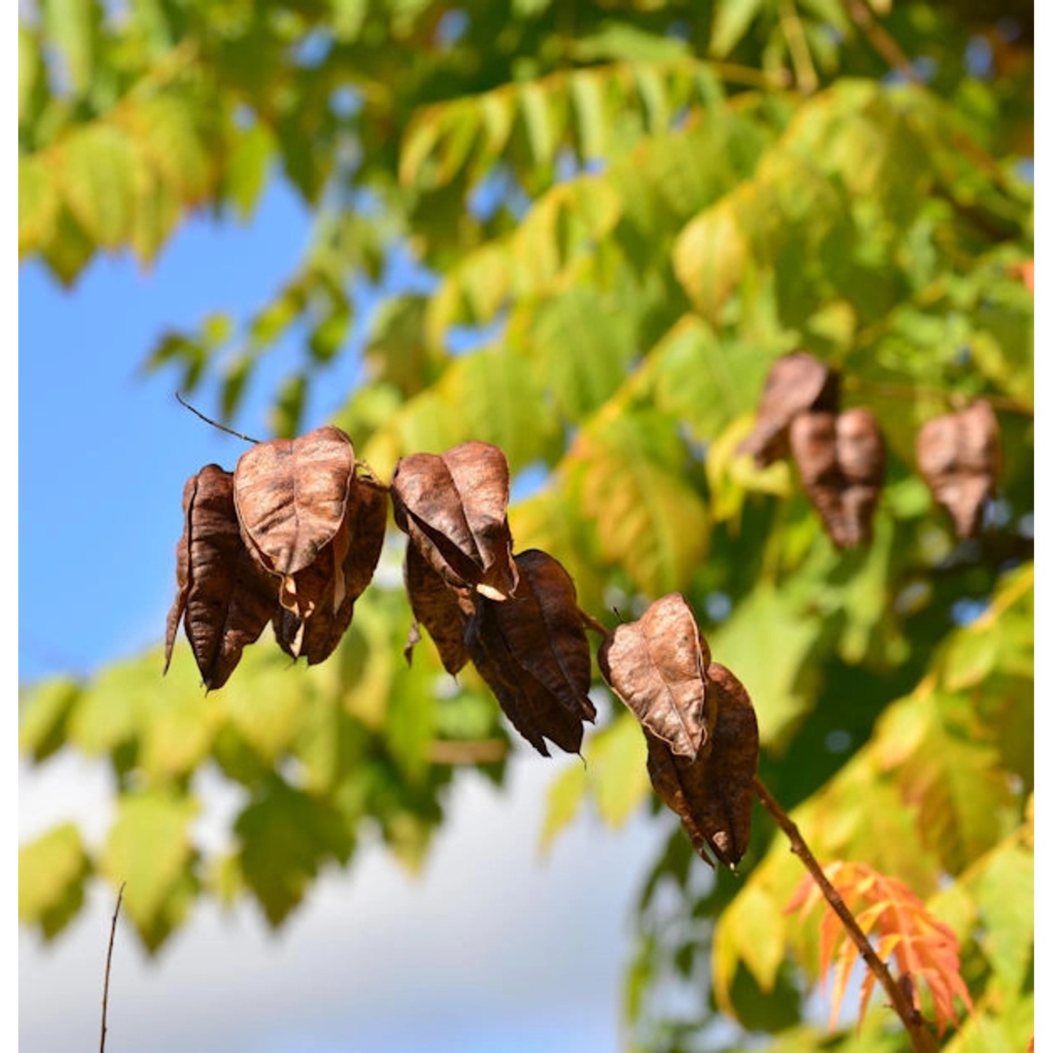 Rispiger Blasenbaum 60-80cm - Koelreuteria paniculata günstig online kaufen