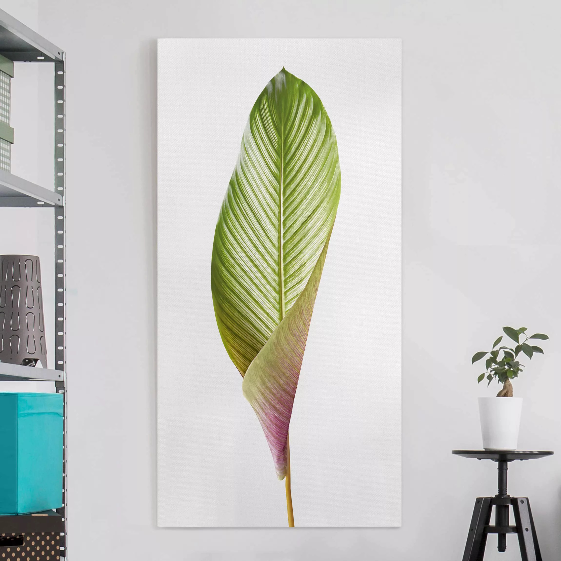 Leinwandbild Botanik - Hochformat Blatt Calathea-ornata 03 günstig online kaufen