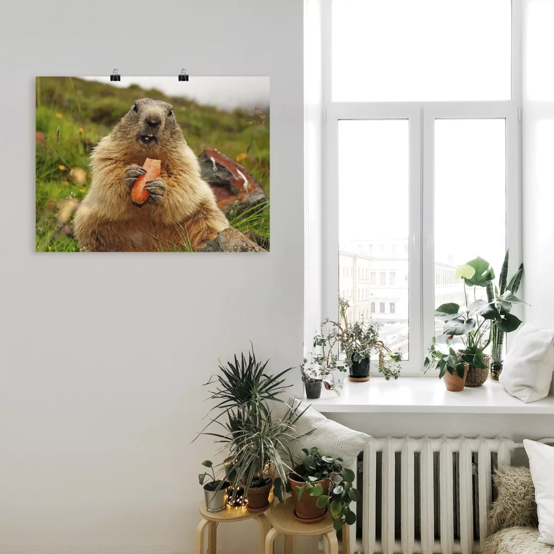 Artland Wandbild »Murmeltier«, Wildtiere, (1 St.), als Leinwandbild, Poster günstig online kaufen
