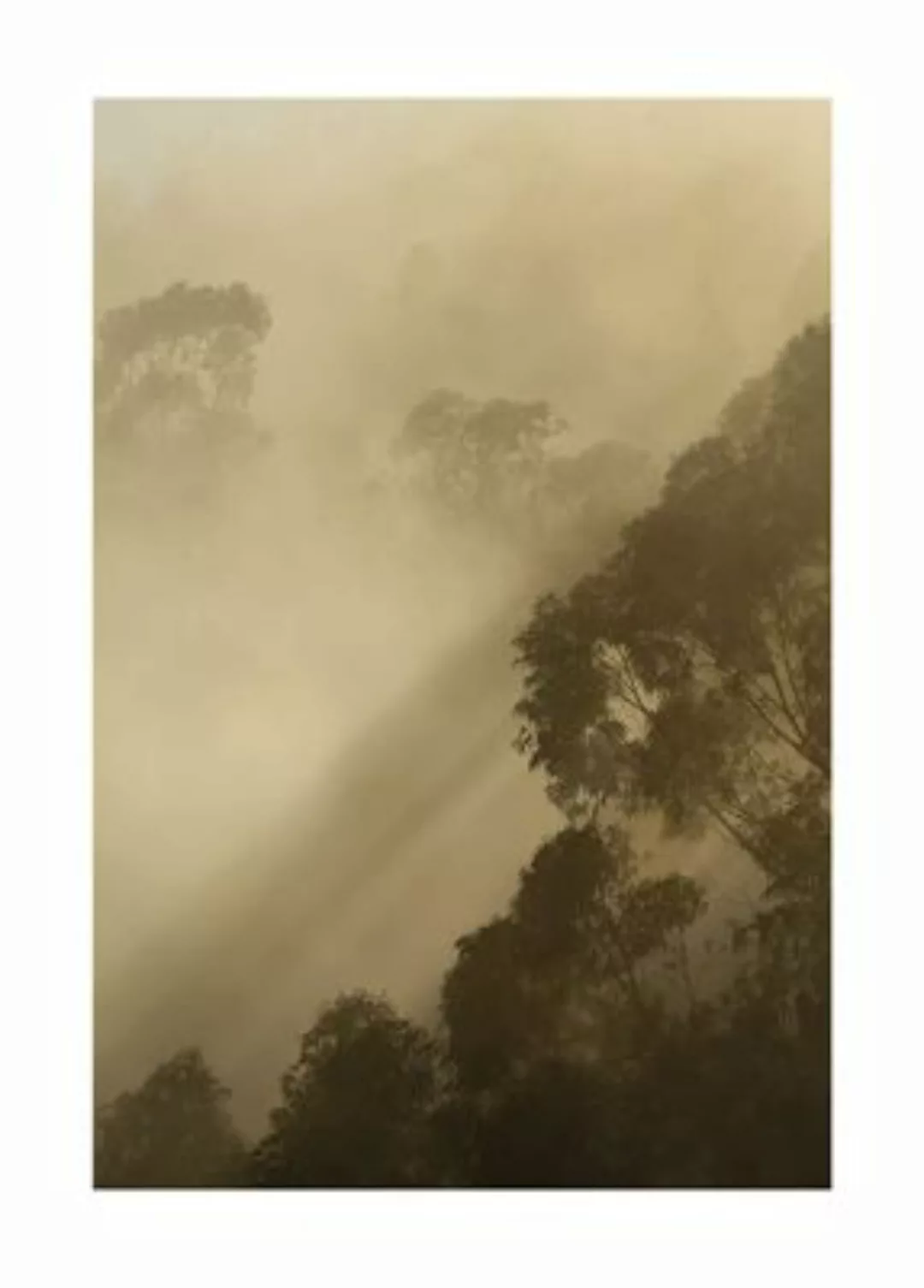 KOMAR Wandbild - Golden Light - Größe: 50 x 70 cm mehrfarbig Gr. one size günstig online kaufen