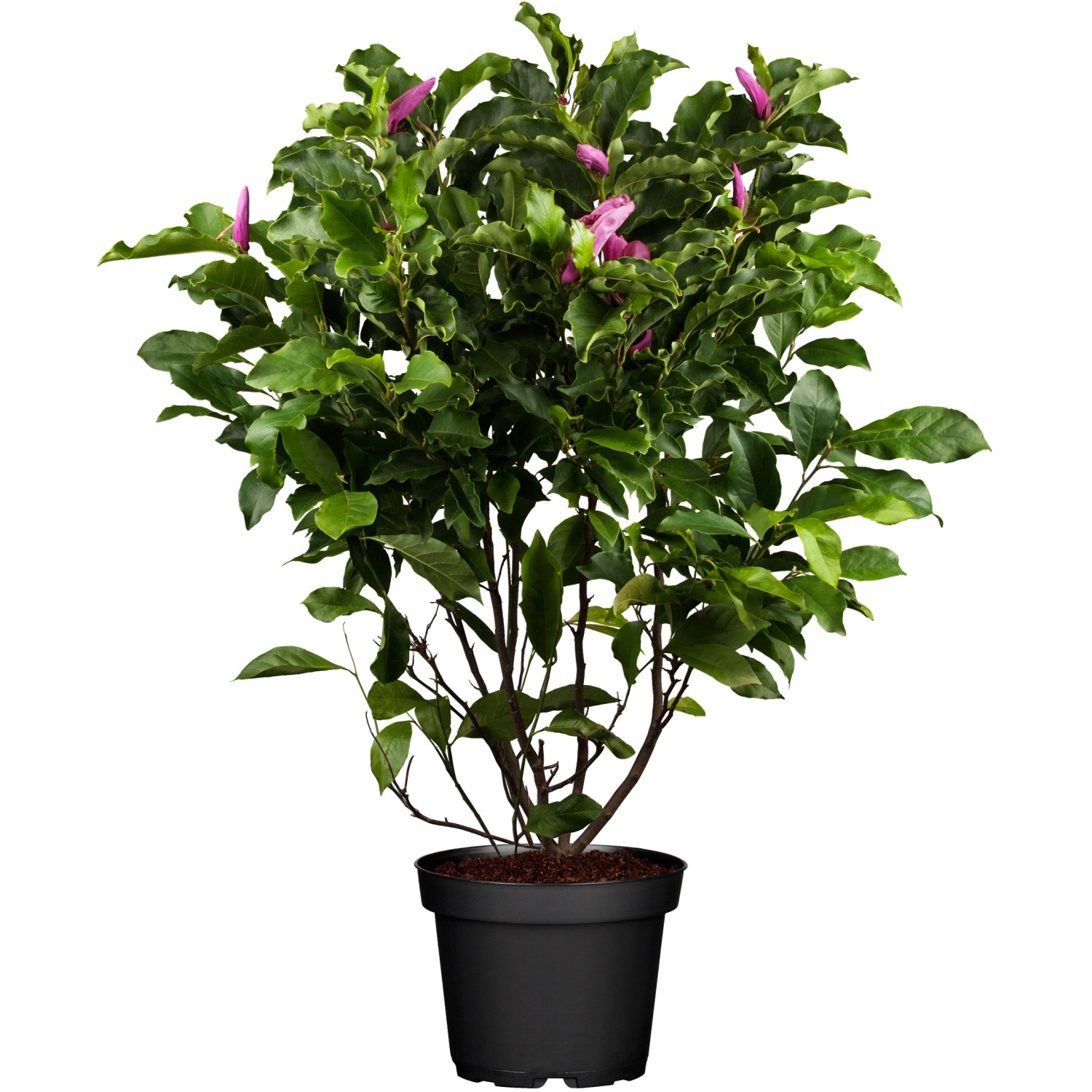OBI Magnolie Susan Rosarot Höhe ca. 50 - 60 cm Topf ca. 5 l Magnolia günstig online kaufen