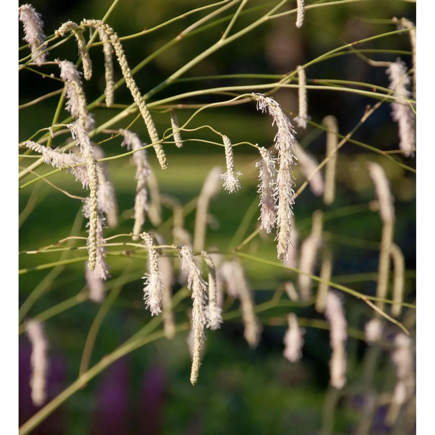 Roter Garten Wiesenknopf - Sanguisorba tenuifolia günstig online kaufen