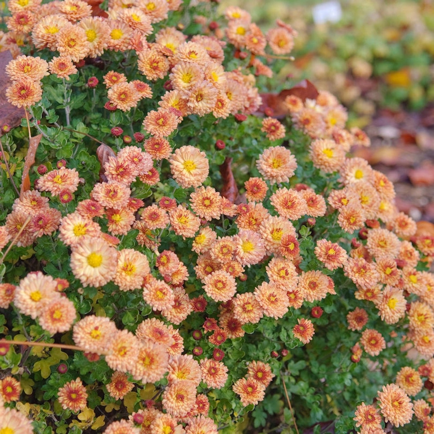 Winteraster Bronzekrone - Chrysanthemum hortorum günstig online kaufen