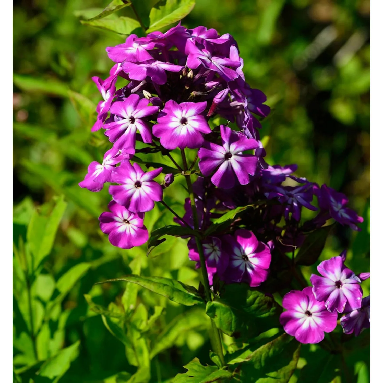 Hohe Flammenblume Wenn schon denn schon - Phlox Paniculata günstig online kaufen