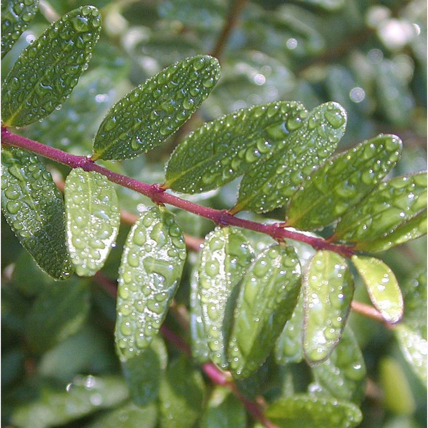 Schmalblättrige Steinlinde 100-125cm - Phillyrea angustifolia günstig online kaufen