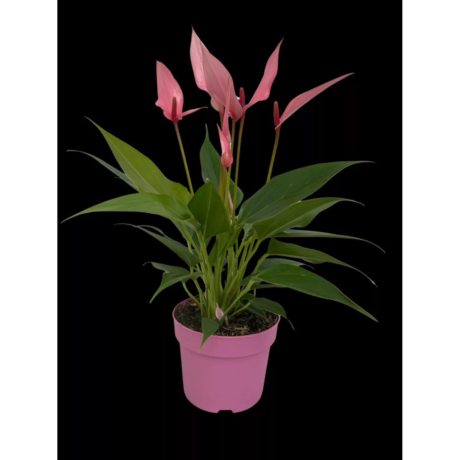 Zimmerpflanze Anthurie Lilli Rosa Topf-Ø ca. 10,5 cm Anthurium andreanum günstig online kaufen