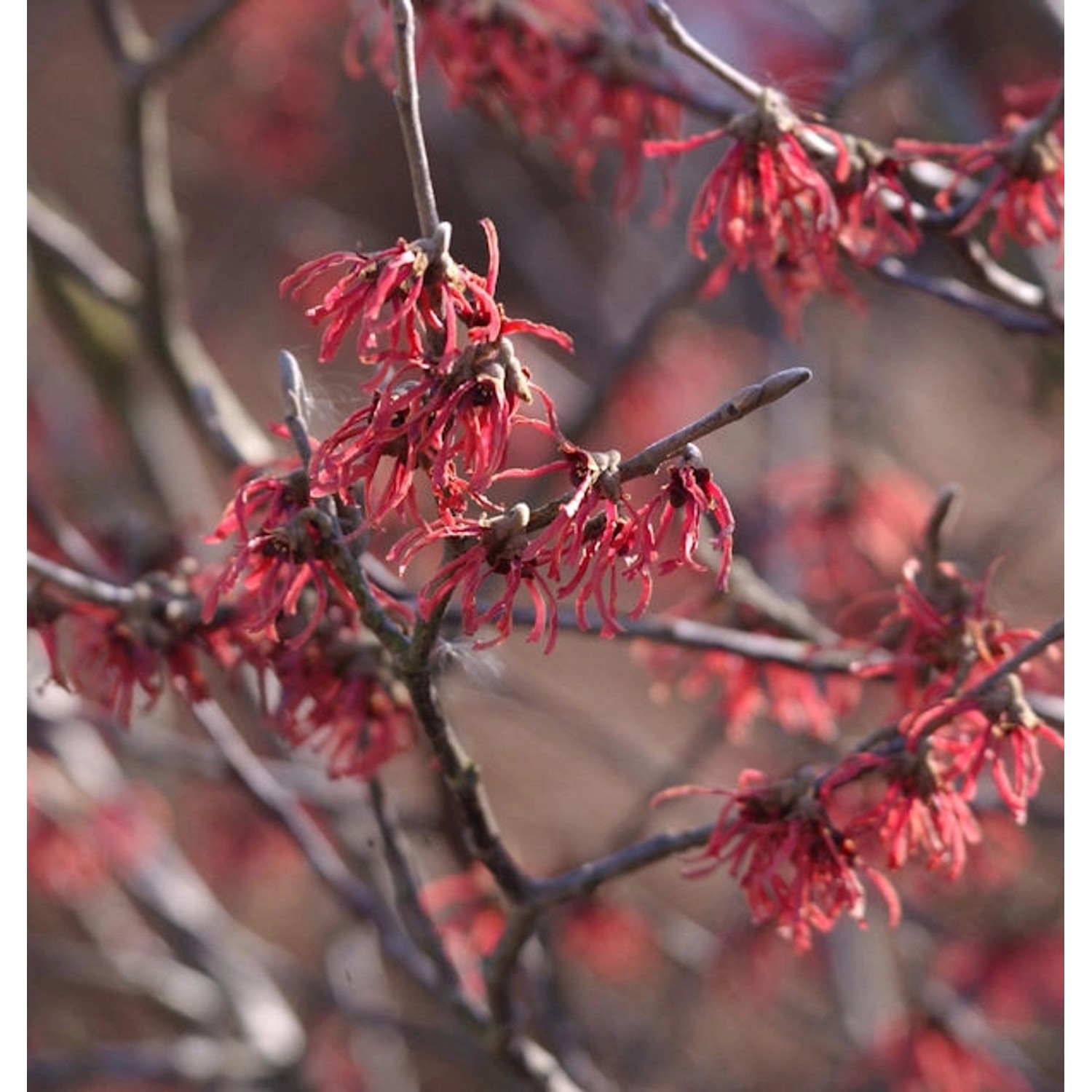 Rote Zaubernuß Ruby Glow 40-60cm - Hamamelis intermedia günstig online kaufen