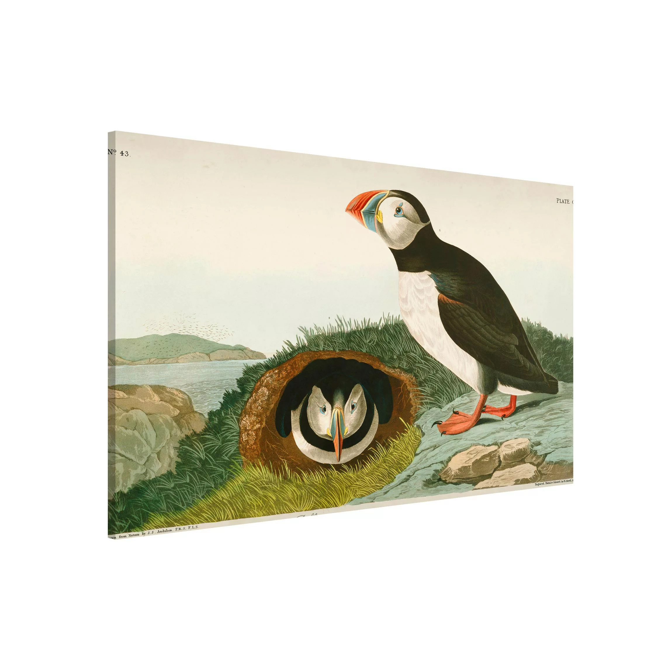Magnettafel Strand - Querformat 3:2 Vintage Lehrtafel Papageientaucher günstig online kaufen