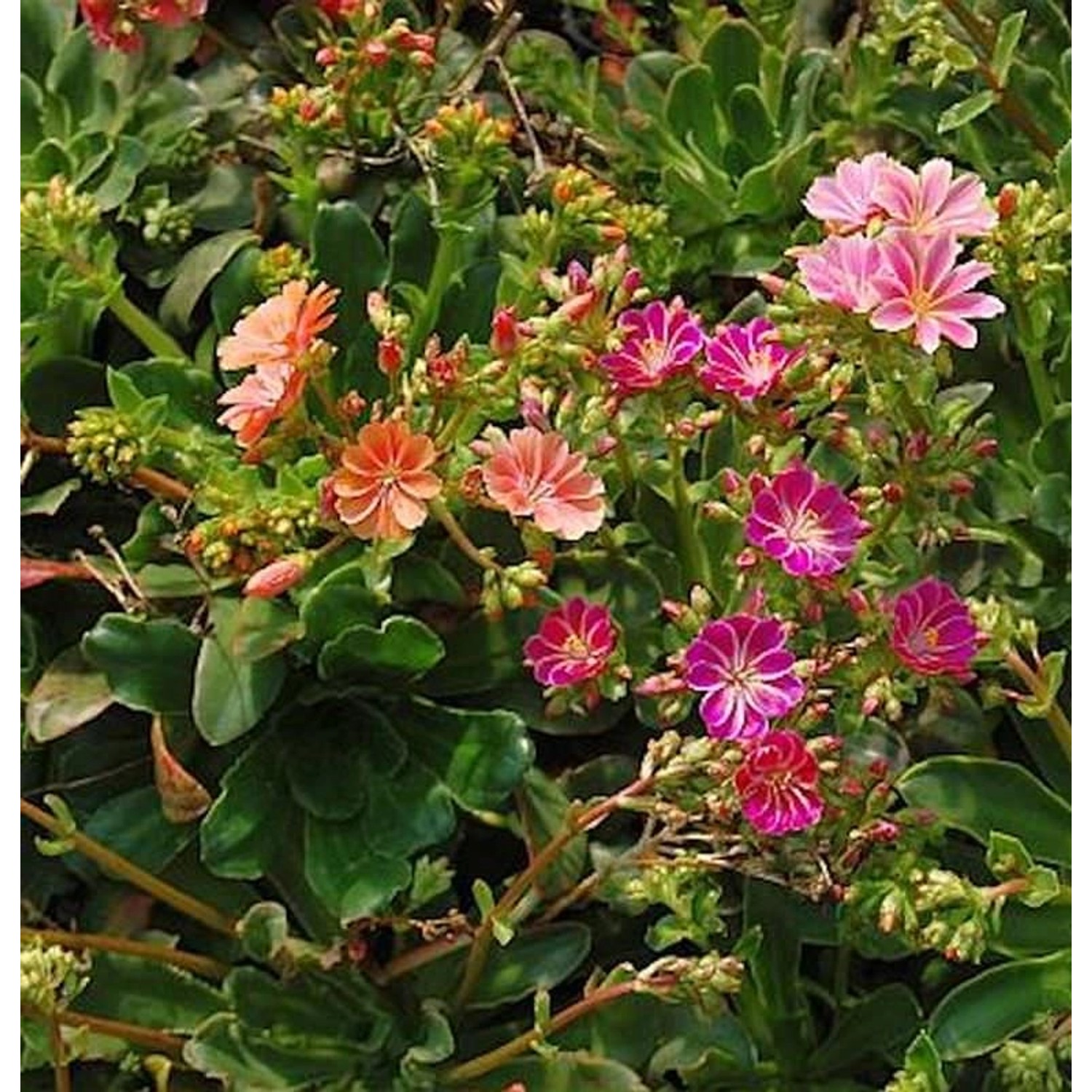 Bitterwurz Regenbogen - Lewisia cotyledon günstig online kaufen