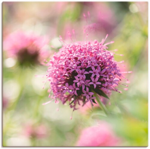 Artland Wandbild "Lila Blüte im Gegenlicht", Blumen, (1 St.), als Leinwandb günstig online kaufen