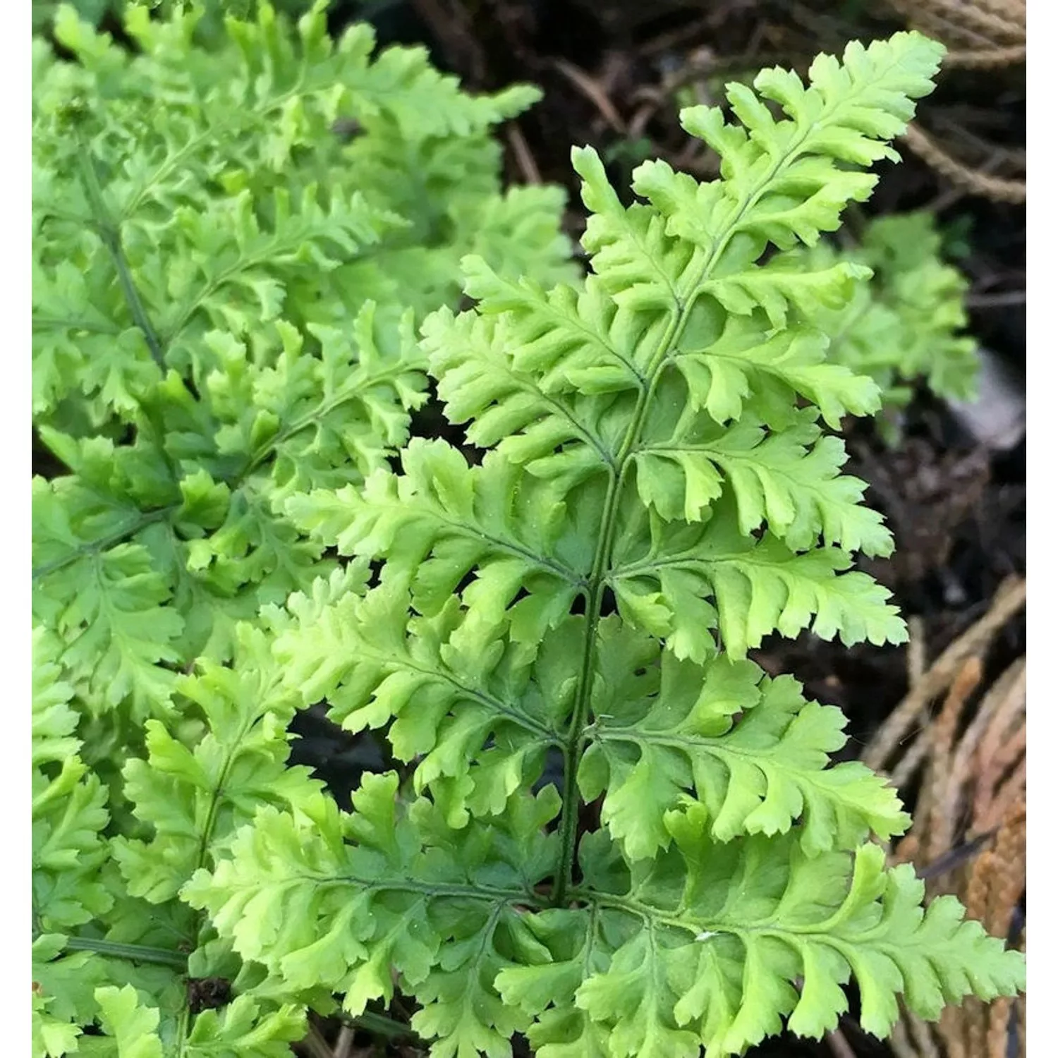 Breitwedeldornfarn Cr. Whiteside - Dryopteris austriaca günstig online kaufen