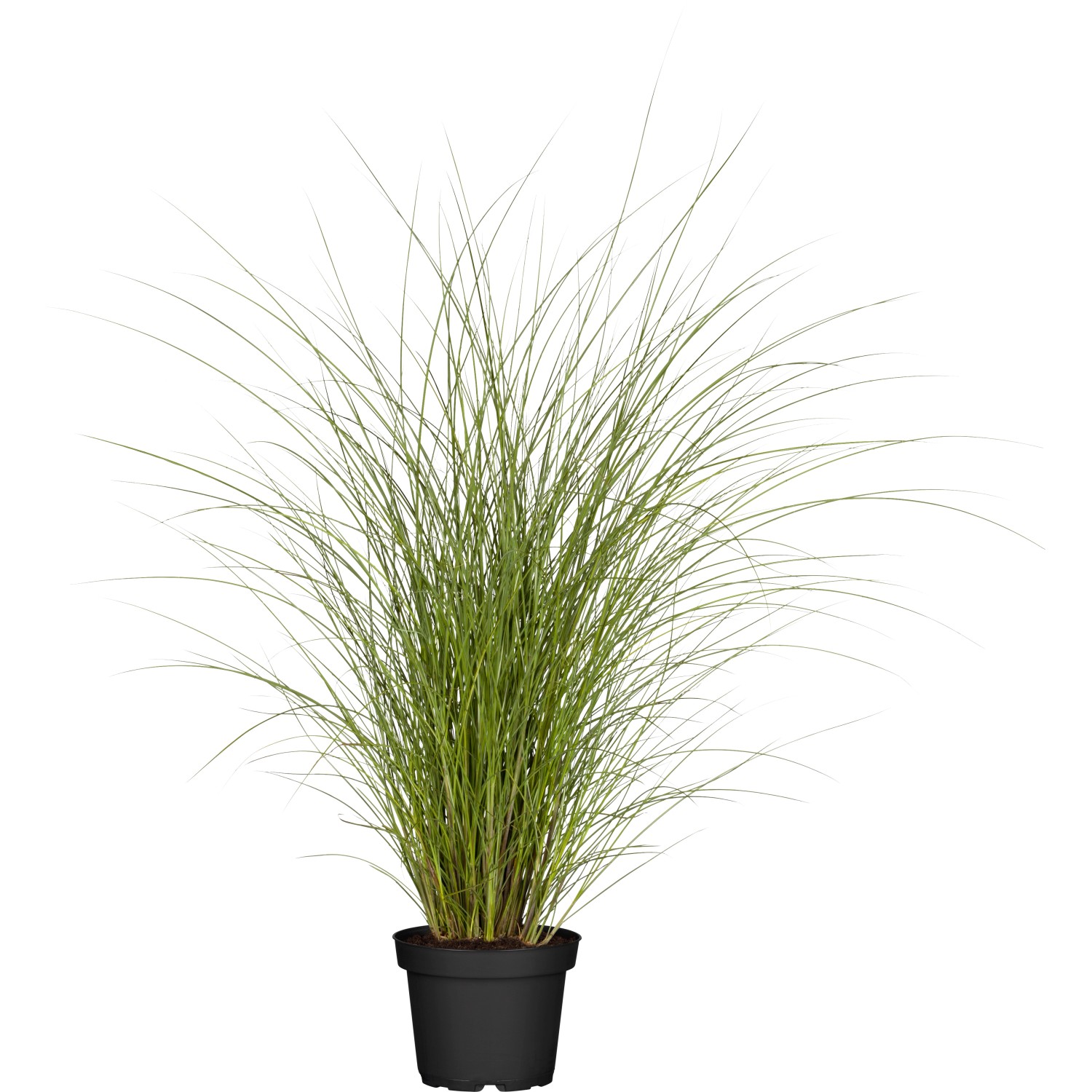 GROW by OBI Chinaschilf Gracillimus Topf-Ø ca. 19 cm Miscanthus sinensis günstig online kaufen
