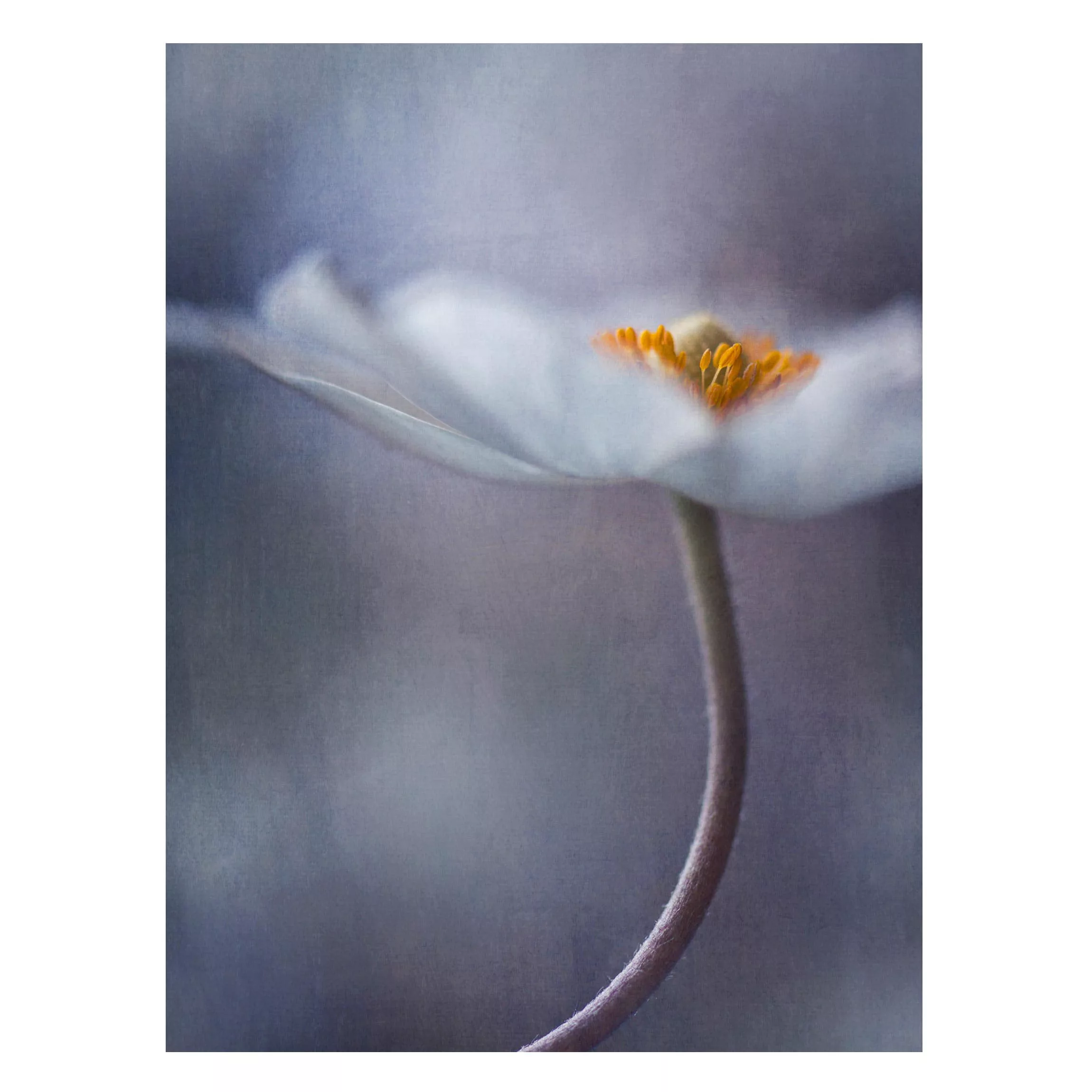 Magnettafel Blumen - Hochformat 3:4 Weiße Anemonenblüte günstig online kaufen
