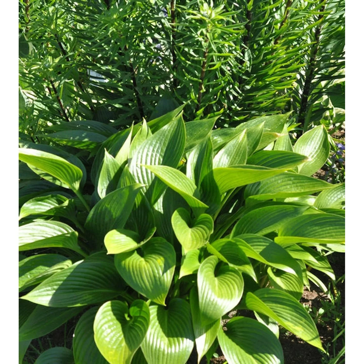 Graublattfunkie Devon Green - Hosta tardiana günstig online kaufen