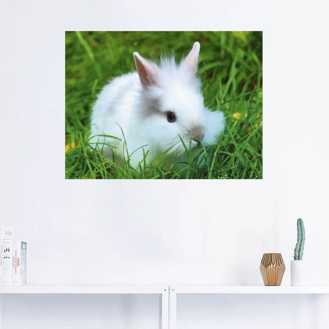 Artland Wandbild "Weißes Zwergkaninchen Baby", Wildtiere, (1 St.) günstig online kaufen