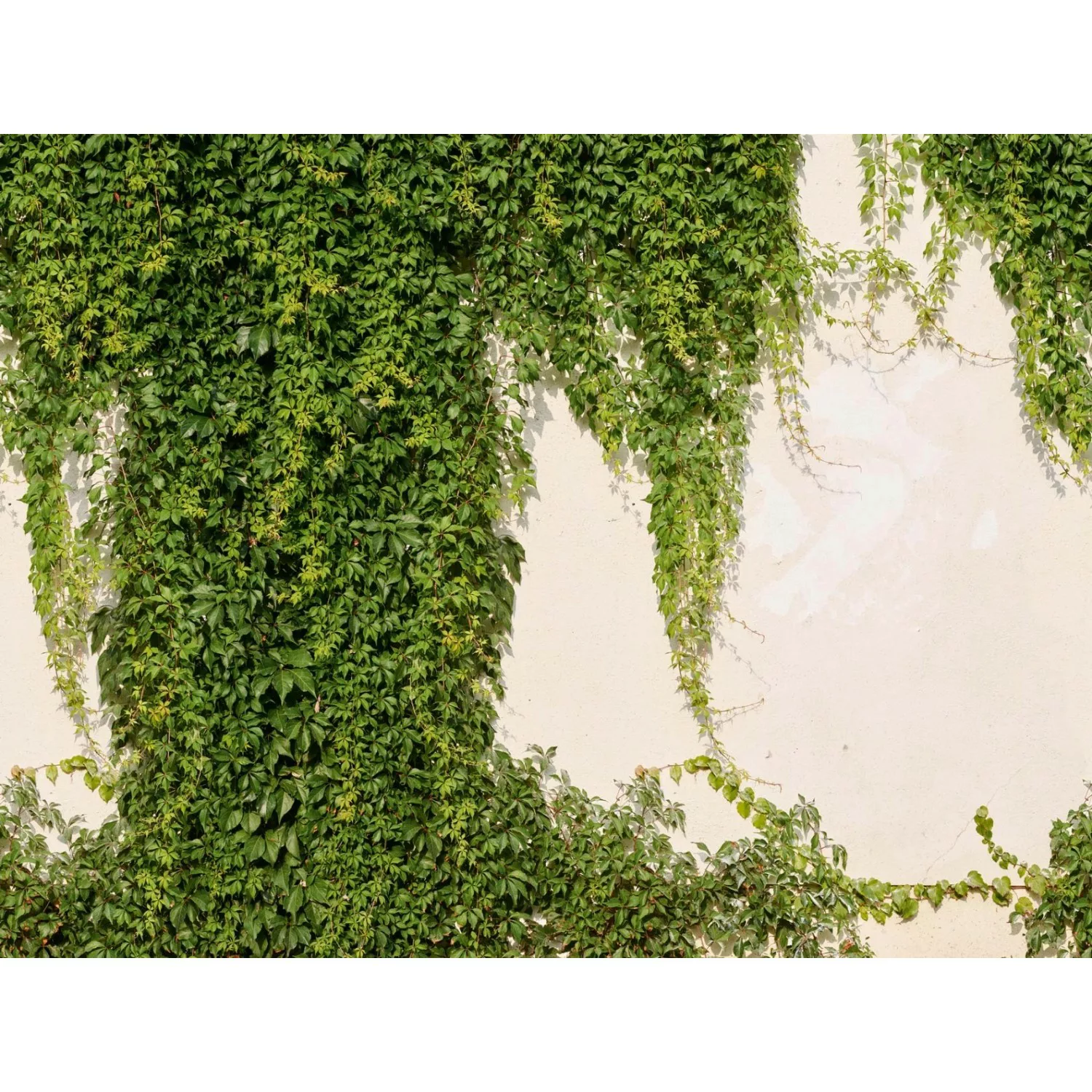 Livingwalls Fototapete Hedera Grün und Creme-Beige 371 x 280 cm AS-392271 günstig online kaufen